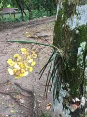 Trichocentrum ascendens