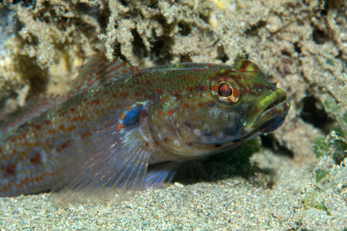 Golden goby (Gobius xanthocephalus) — Gobiidae — 5