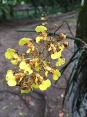 Trichocentrum ascendens