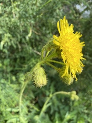 Sonchus palustris