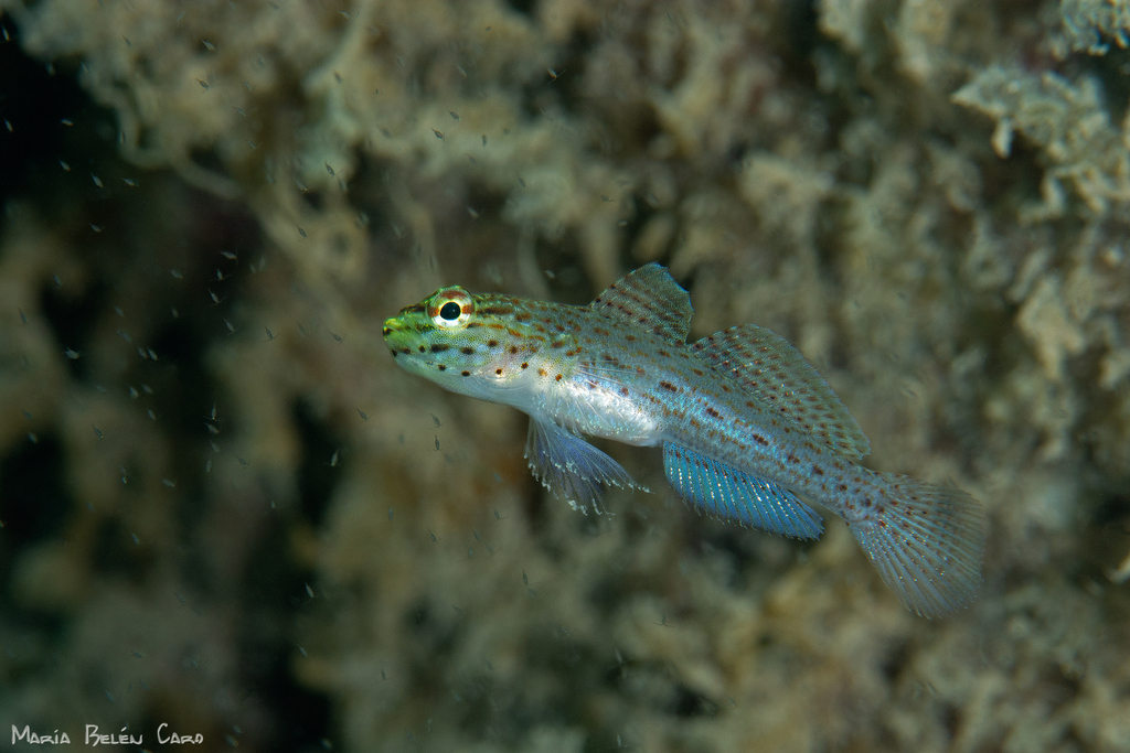 Photo of Yellow-headed goby (Gobius xanthocephalus)