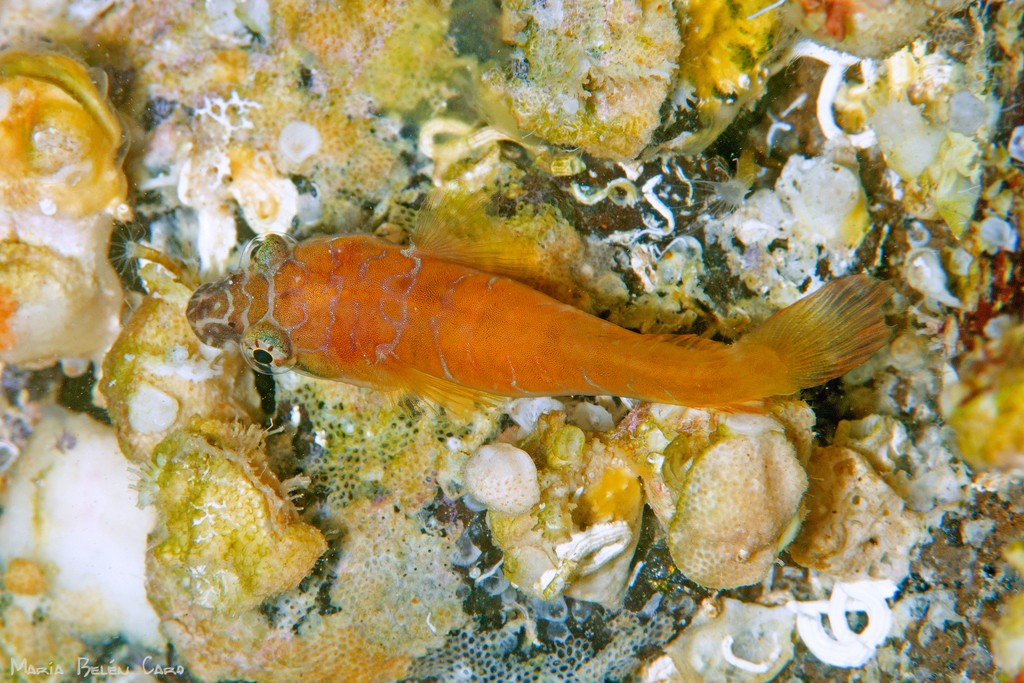 Eastern Atlantic Deep Water Clingfish