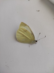 Pieris ergane