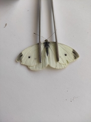 Pieris ergane