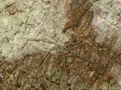Tamopsis tweedensis