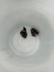 Dendrocygna javanica