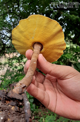 Cristataspora flavipora