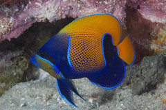 Pomacanthus navarchus