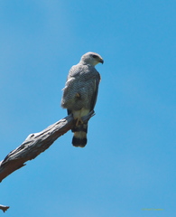 Buteo nitidus