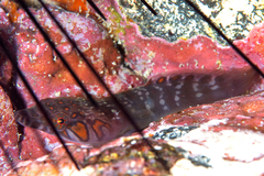 Lepadogaster candolii