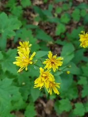 Crepis paludosa