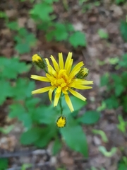 Crepis paludosa