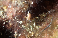 Diaphorodoris papillata