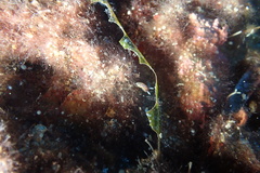 Diaphorodoris papillata