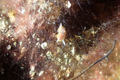 Diaphorodoris papillata