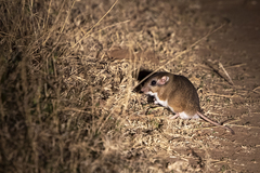 Desmodillus auricularis