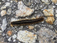 Malacosoma alpicolum