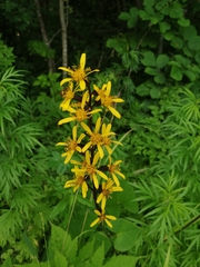 Ligularia sachalinensis
