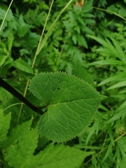 Ligularia sachalinensis