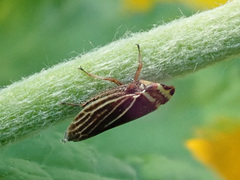 Aphrodes diminuta