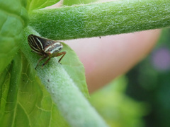 Aphrodes diminuta