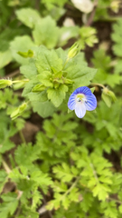 Veronica persica
