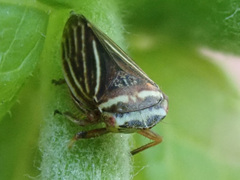 Aphrodes diminuta
