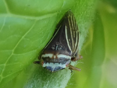 Aphrodes diminuta