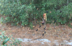 Trichonephila clavipes image