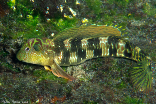 Microlipophrys velifer
