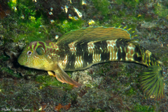 Sailfin Blenny photo 1