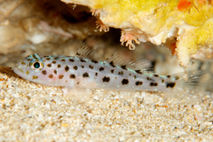 Thorogobius ephippiatus