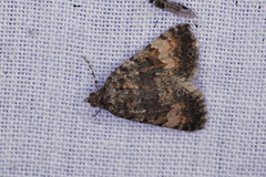 Dichromodes semicanescens