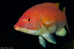 Bodianus scrofa