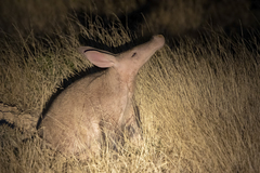 Aardvark photo 2