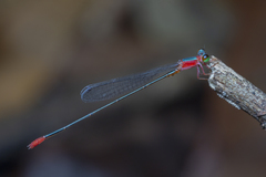 Teinobasis ruficollis