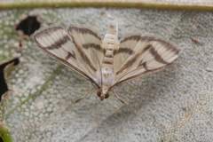 Perisyntrocha anialis