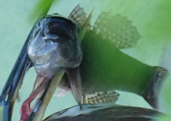 Dormitator maculatus