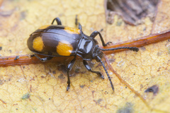 Indalmus malayanus