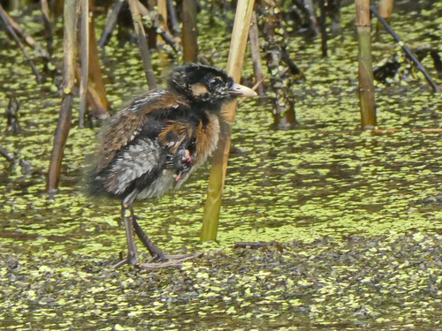 Baillon's Crake, Большой Исток, Свердловская обл., Россия, photo 5 of 10