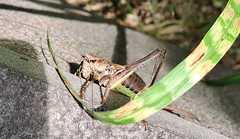 Paratlanticus ussuriensis