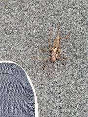 Paratlanticus ussuriensis