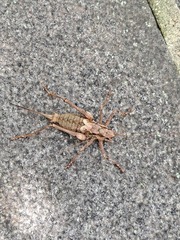 Paratlanticus ussuriensis