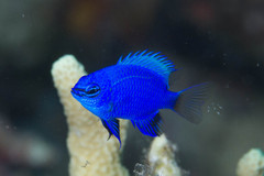 Chrysiptera cymatilis