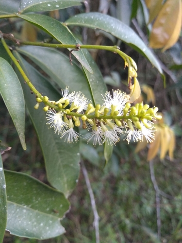 Image of Inga marginata by (c) Lucas Kaminski, some rights reserved (CC BY)
