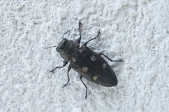 Chrysobothris igniventris