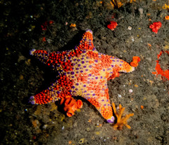 Asterodiscides truncatus