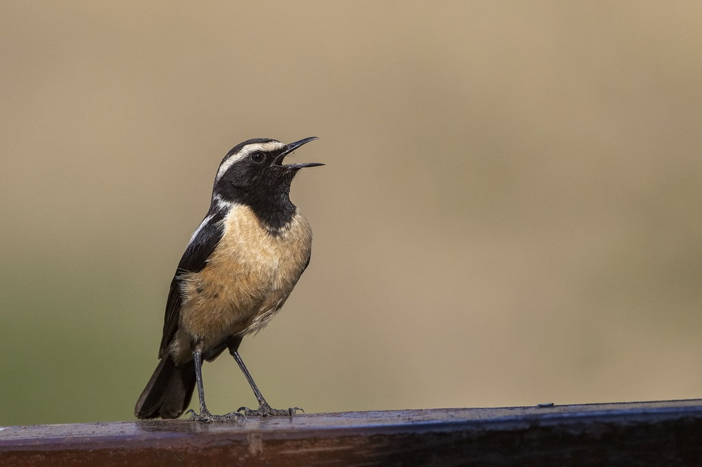 Campicoloides