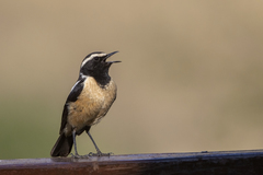 Buff-Streaked Chat photo 4