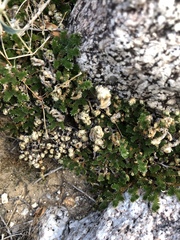 Selaginella eremophila
